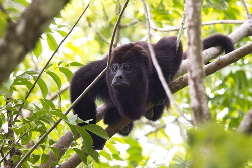 Yucatán Black Howler Monkey