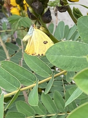 Lepidoptera