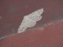 Lassaba parvalbidaria