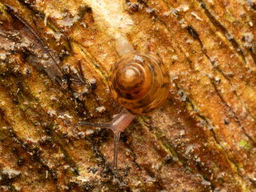 Kaliella microconus observed 2026-08-02