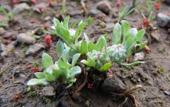 Psilocarphus elatior