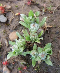 Psilocarphus elatior