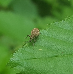 Peritelus sphaeroides