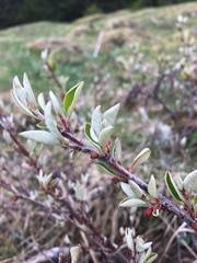 Cotoneaster integerrimus