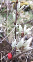Cotoneaster integerrimus