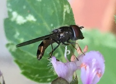 Platycheirus obscurus