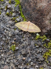 Heterolocha coccinea