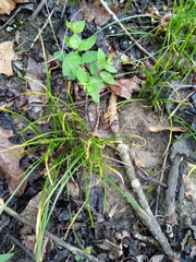 Puccinia liliacearum