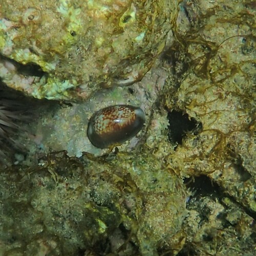Monetaria caputserpentis observed 2026-07-11