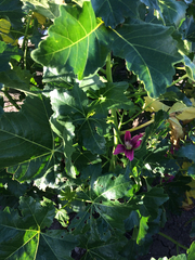 Malva assurgentiflora