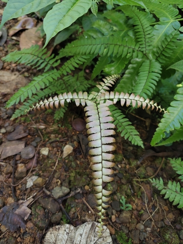 Adiantum tetraphyllum observed 2026-08-01