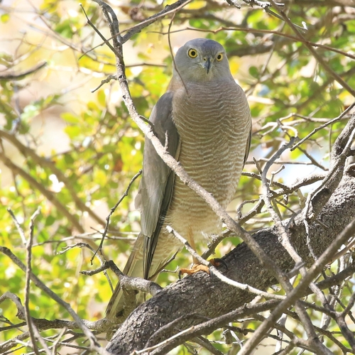Collared Sparrowhawk