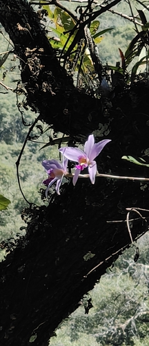 Laelia anceps