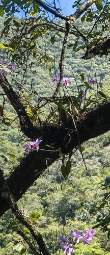Laelia anceps, photograph 2
