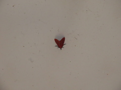 Arctioblepsis rubida