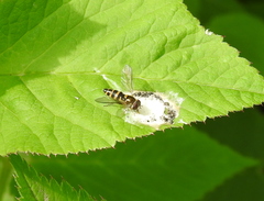 Meligramma cincta