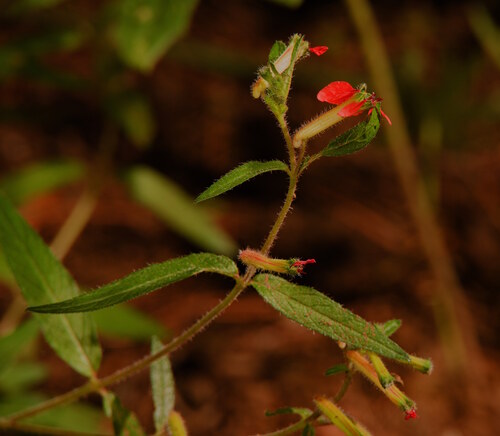Cuphea heterophylla observed 2026-08-01