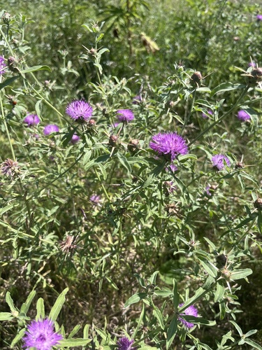 Centaurea iberica, photograph 6