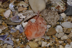 Spondylus tenellus