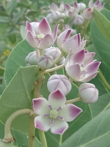 giant milkweed