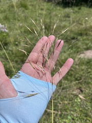 Chrysopogon gryllus, photograph (c) Наталья Пикалова, some rights reserved (CC BY)