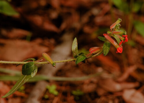 Cuphea heterophylla observed 2026-08-01