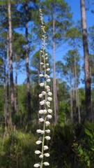 Aletris obovata