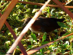 Laterallus melanophaius