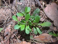 Myosotis krylovii