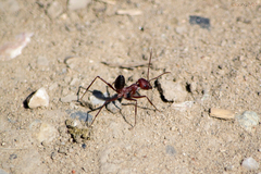Cataglyphis nodus