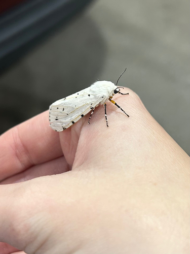 Salt Marsh Moth