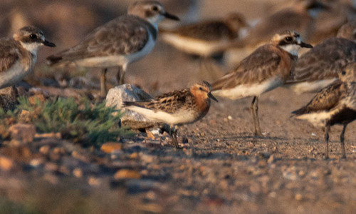 Red-necked Stint