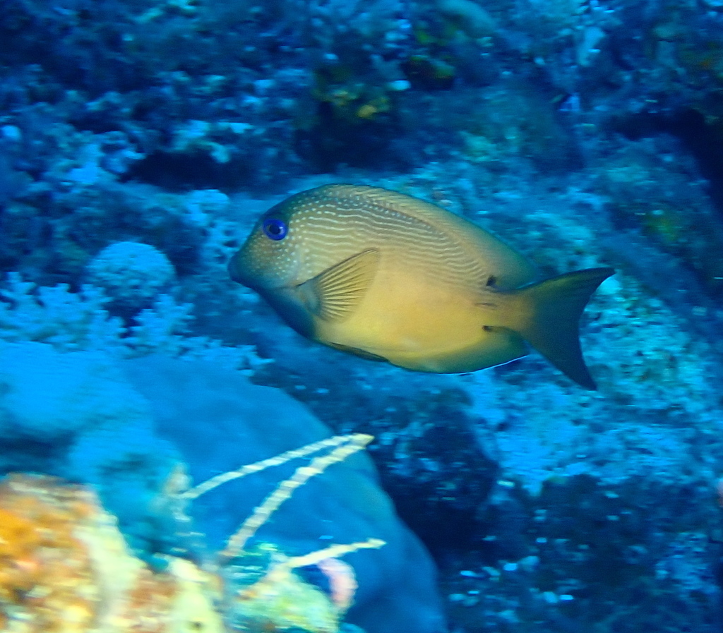 Twospot surgeonfish