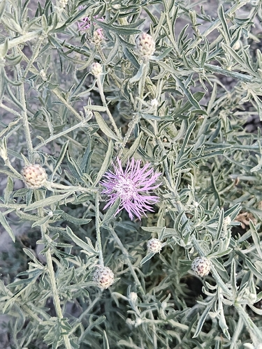 spotted knapweed