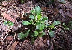 Myosotis krylovii
