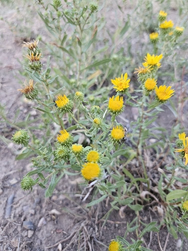 Curlycup Gumweed