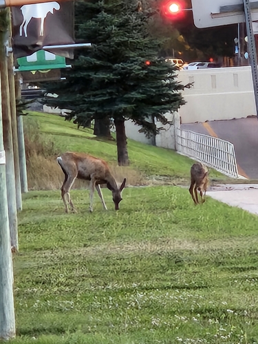 Mule Deer
