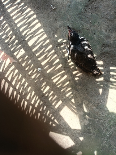 Asian Koel