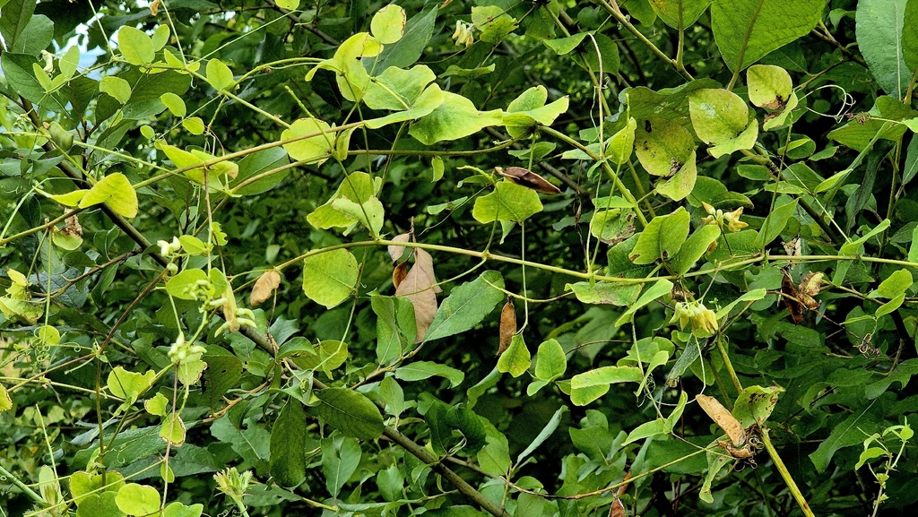 Vicia pisiformis; photograph (c) Анна Митрошенкова, some rights reserved (CC BY)