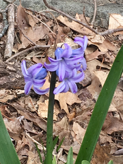 Scilla