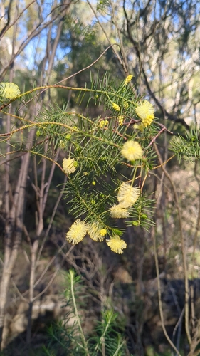 Prickly moses
