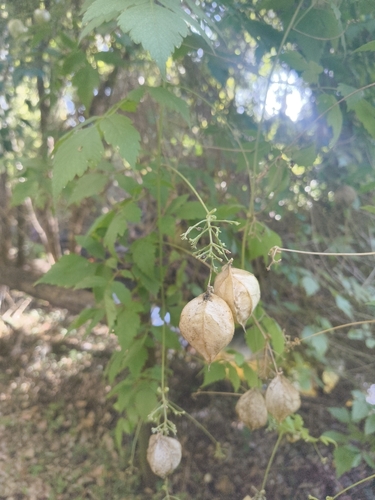 Cardiospermum grandiflorum, photograph 2
