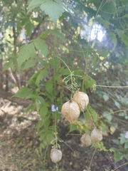 Cardiospermum grandiflorum, photograph author not stated, no rights reserved
