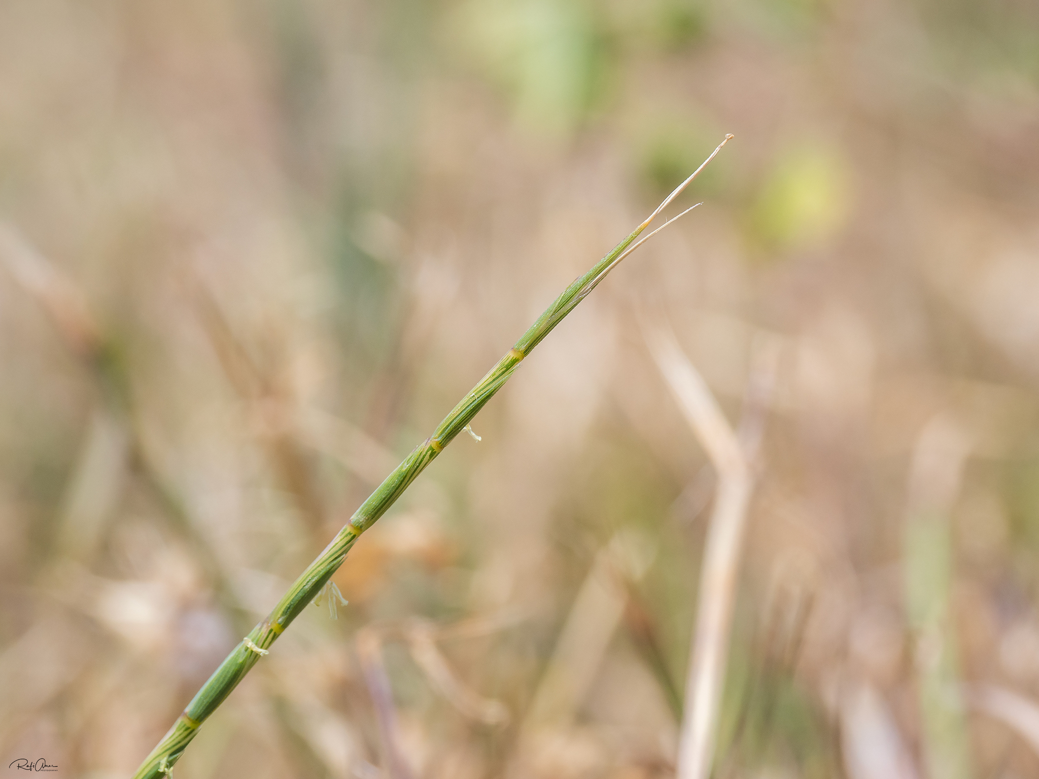 Aegilops searsii