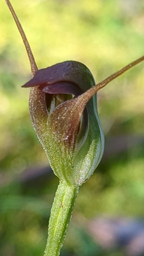 maroonhood