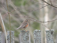 Turdus iliacus