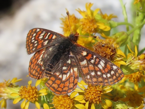 iNaturalist observation photo of Edith's Checkerspot