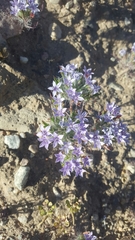 Langloisia setosissima