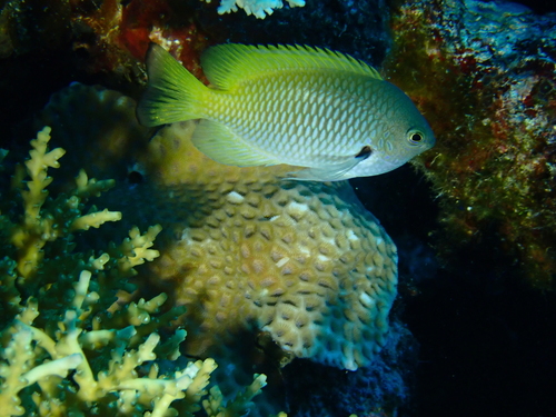 Pomacentrus nigromarginatus observed 2026-07-26