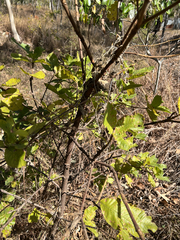 Larsenaikia ochreata, photograph (c) elawrey, some rights reserved (CC BY)